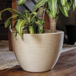 Vaso-Riscatto
