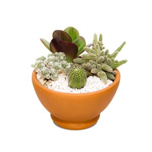 Mini Terrarui com Vaso de Barro Cultive