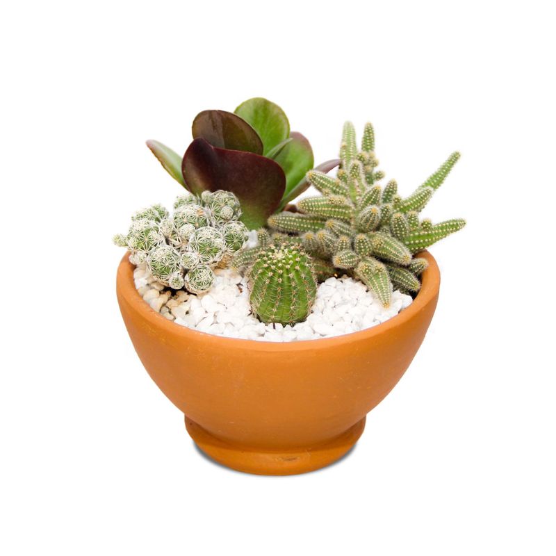 mini-terrario-com-vaso-de-barro-cultive..