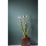 rev-20x20-granel-om-15641-dill-800112--1-